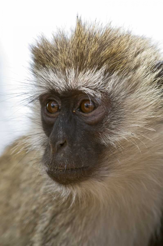 Tanzania, Lake Manyara NP Vervet monkey
